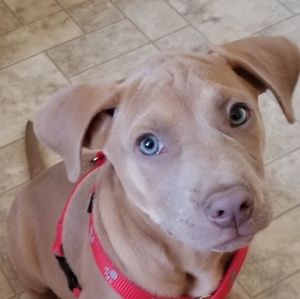 Meet your Posher, Debbie